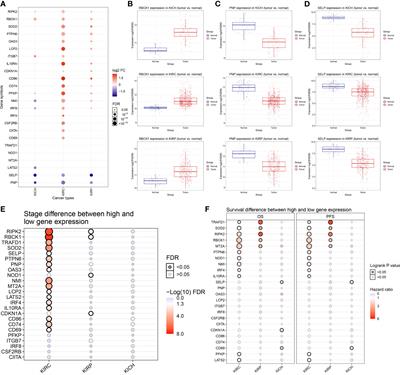 Comprehensive Multi-Omics Identification of Interferon-γ Response Characteristics Reveals That RBCK1 Regulates the Immunosuppressive Microenvironment of Renal Cell Carcinoma